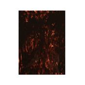 PLAQUE ACRYLIQUE TORTOISE SHELL TRANSLUCIDE