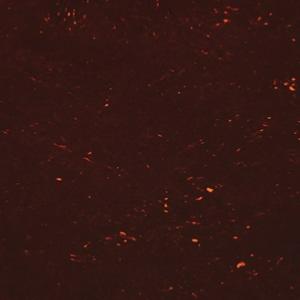 PLAQUE PICKGUARD TORTOISE NITROCELLULOSE 4 PLIS