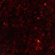 PLAQUE PICKGUARD 29x45cm MINT/TORTOISE HOSCO