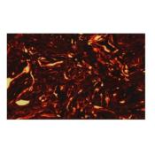 PLAQUE PICKGUARD 24x50cm TORTOISE EYPARTS